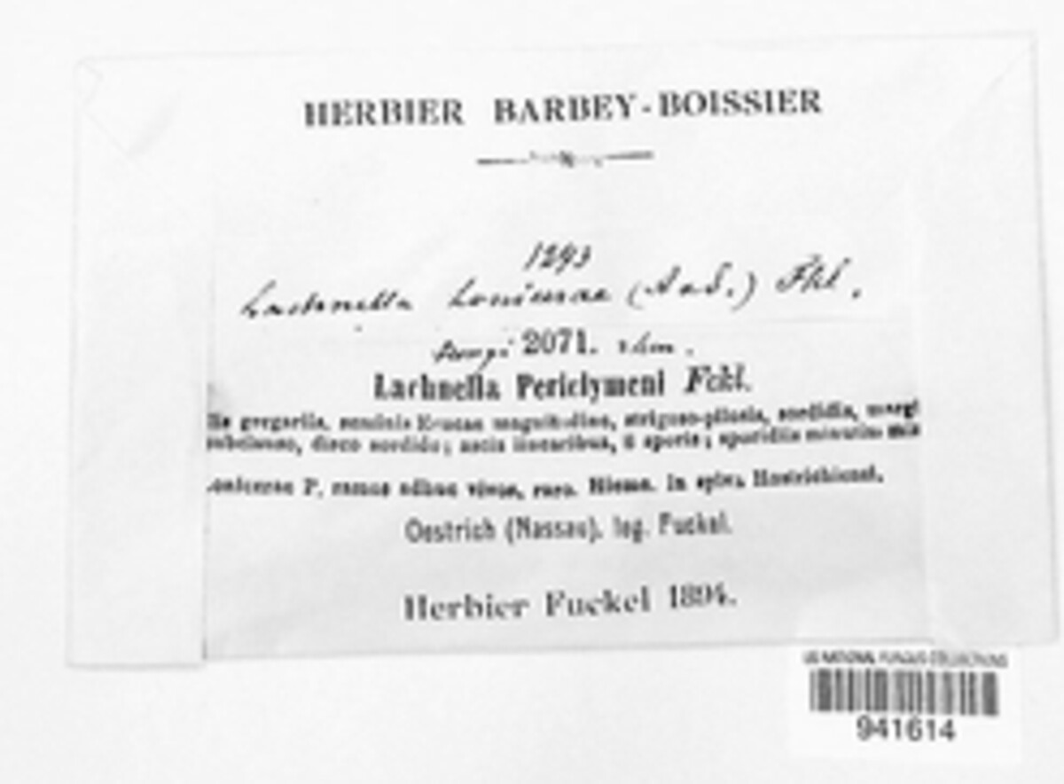 Lachnella periclymeni image